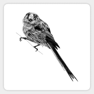 Long-tailed tit bird - ink illustration Magnet